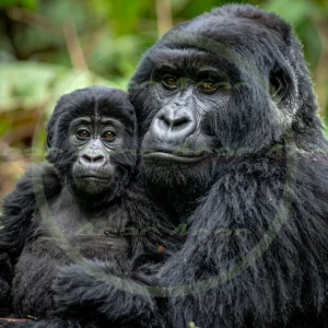 4cP012613AI生成素材