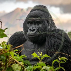 4cP012619AI生成素材