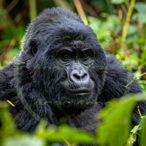 4cP012620AI生成素材