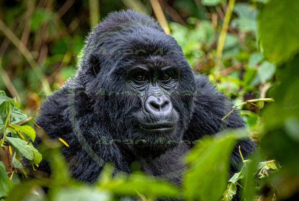 4cP012620AI生成素材