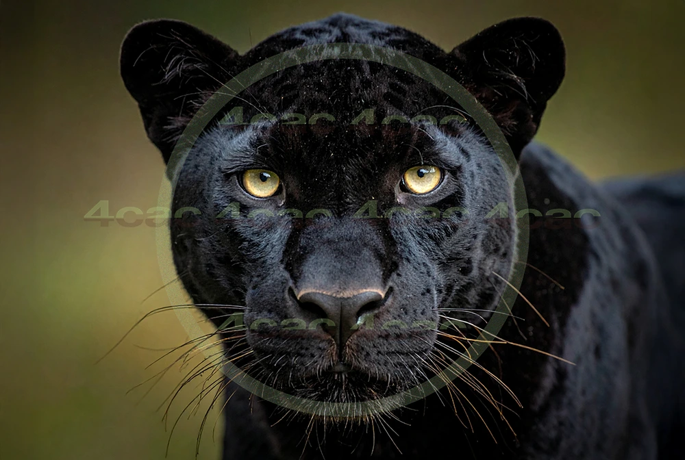 4cP012624AI生成素材