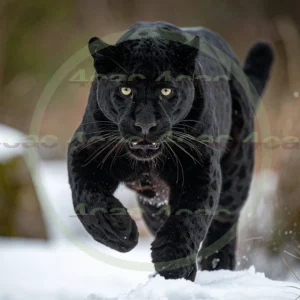 4cP012627AI生成素材