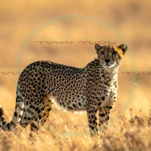 4cP012652AI生成素材