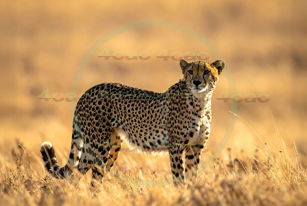 4cP012652AI生成素材