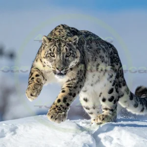 4cP012657AI生成素材