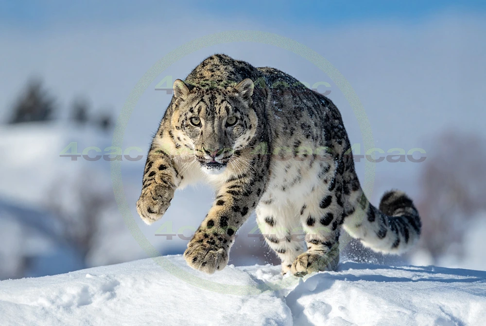 4cP012657AI生成素材