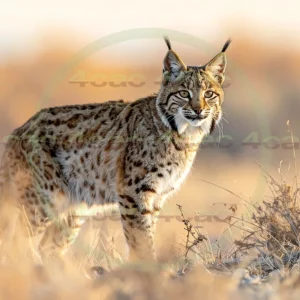 4cP012663AI生成素材