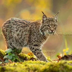 4cP012664AI生成素材