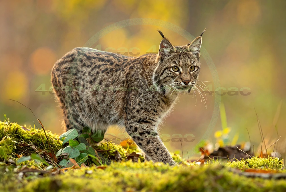 4cP012664AI生成素材