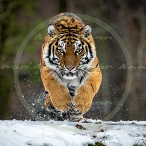 4cP012665AI生成素材