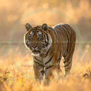 4cP012667AI生成素材