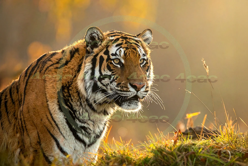 4cP012670AI生成素材