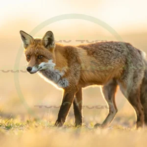 4cP012672AI生成素材