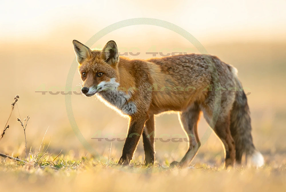 4cP012672AI生成素材