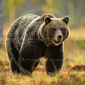 4cP012709AI生成素材