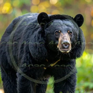 4cP012711AI生成素材