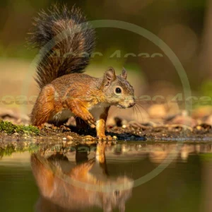 4cP012746AI生成素材