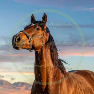 4cP012773AI生成素材