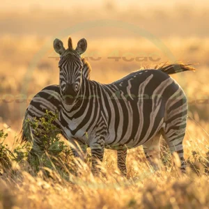 4cP012791AI生成素材