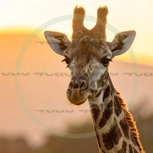 4cP012810AI生成素材