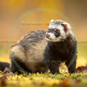 4cP012833AI生成素材