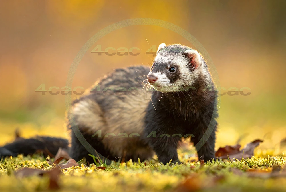 4cP012833AI生成素材