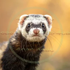 4cP012835AI生成素材