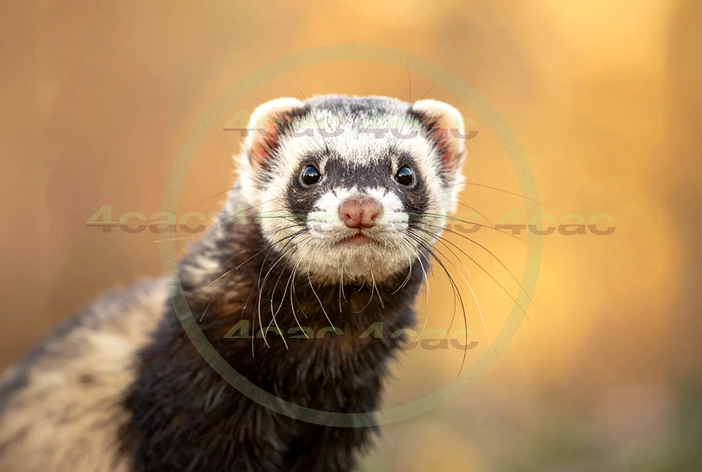 4cP012835AI生成素材