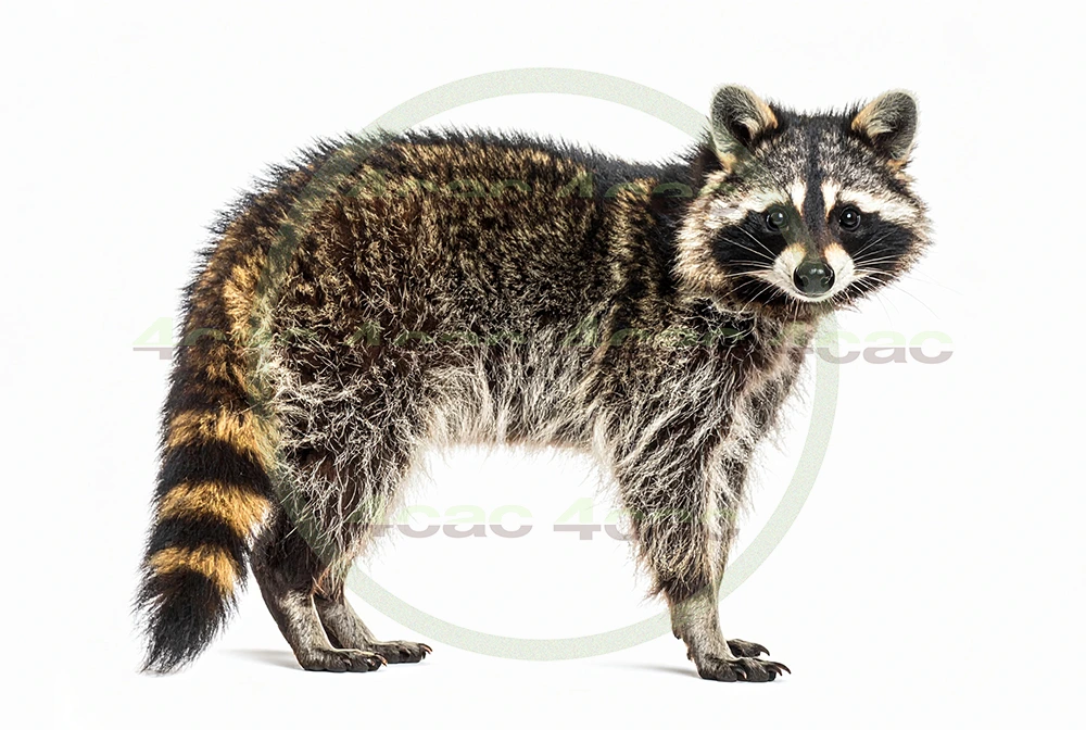 4cP012865AI生成素材