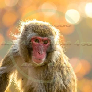 4cP012880AI生成素材