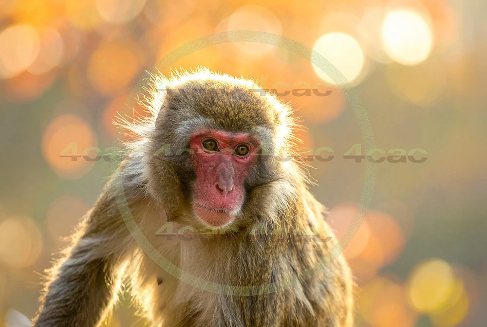 4cP012880AI生成素材