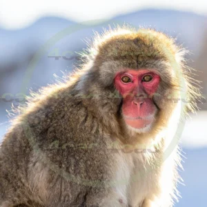 4cP012881AI生成素材