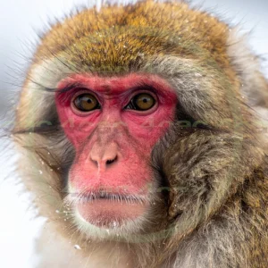 4cP012882AI生成素材