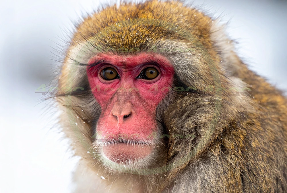 4cP012882AI生成素材