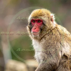 4cP012883AI生成素材