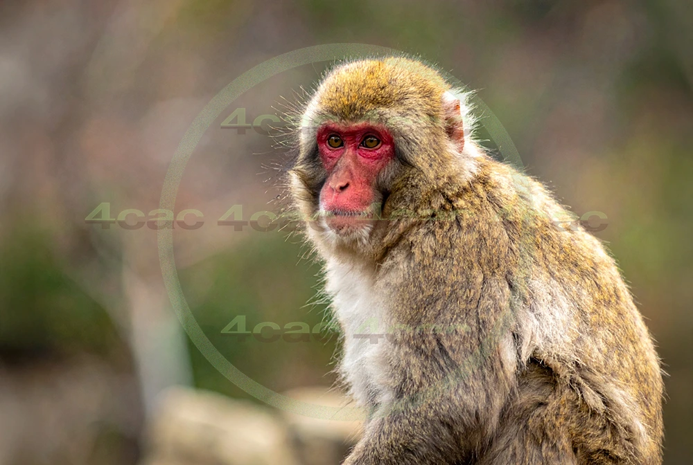 4cP012883AI生成素材