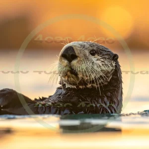 4cP012888AI生成素材