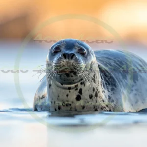 4cP012892AI生成素材