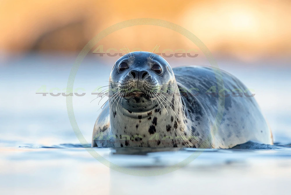 4cP012892AI生成素材