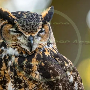 4cP012901AI生成素材