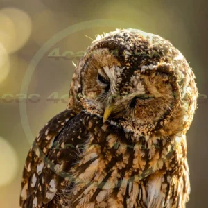 4cP012902AI生成素材