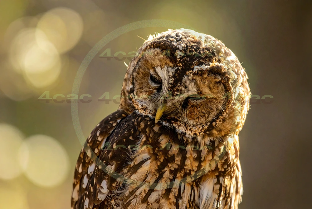 4cP012902AI生成素材