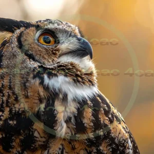 4cP012905AI生成素材