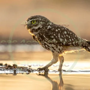 4cP012913AI生成素材