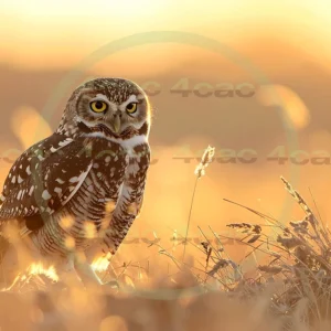 4cP012918AI生成素材