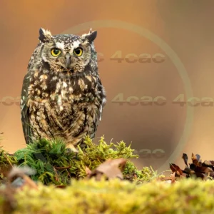 4cP012919AI生成素材