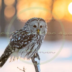 4cP012920AI生成素材