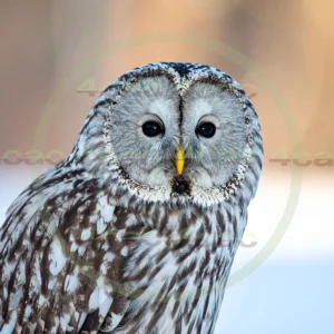 4cP012921AI生成素材