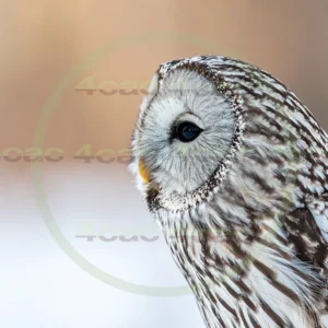 4cP012922AI生成素材