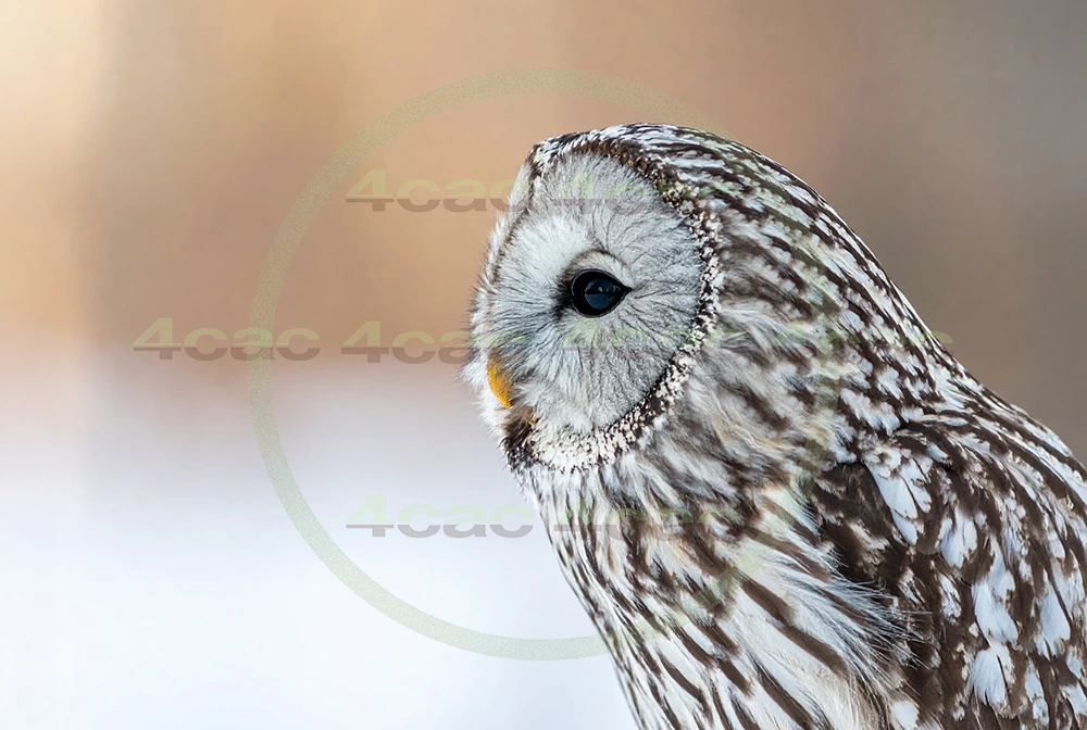 4cP012922AI生成素材